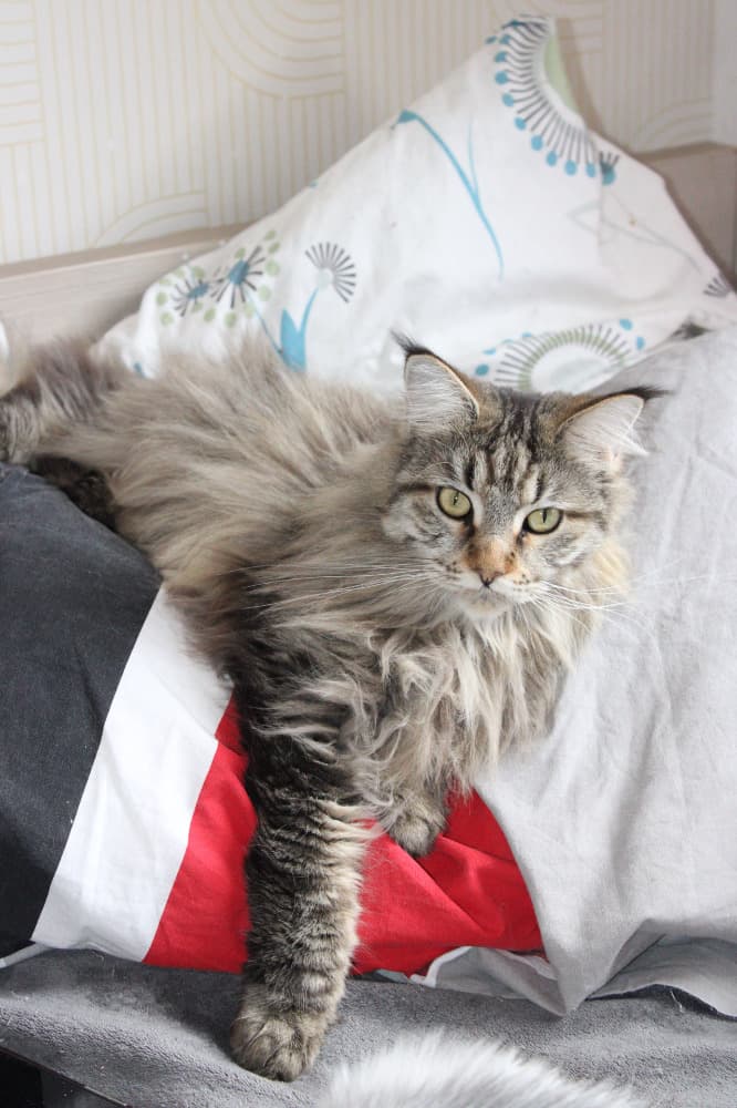 Sacha Des Lapinous Coons