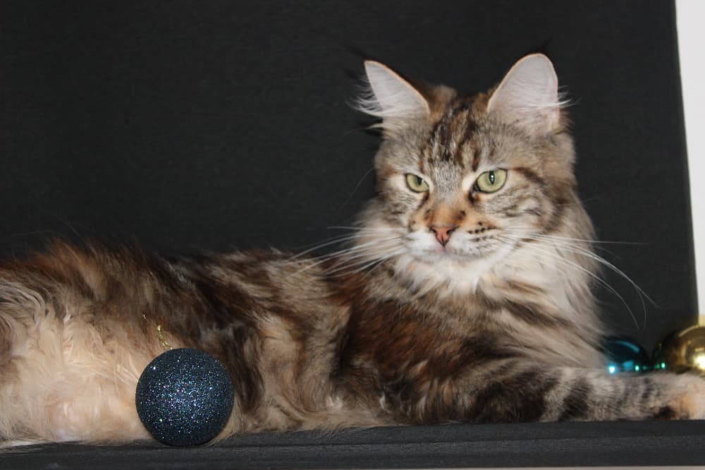 Talya d'Olympe Royal